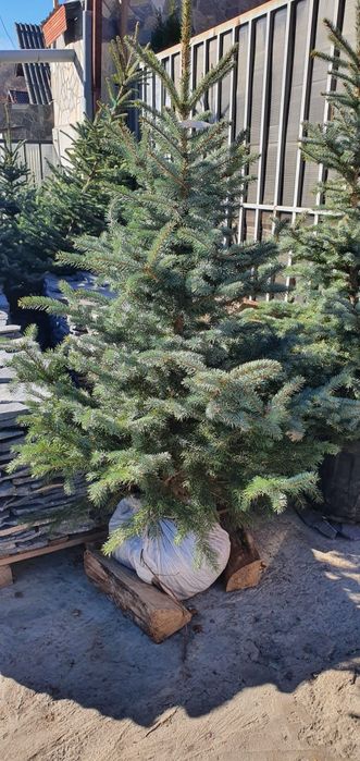 Brazi argintii/verzi la preț minim garantat, Plante ornamentale