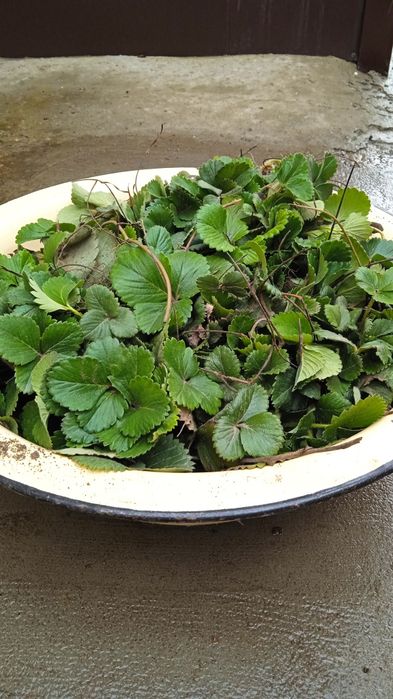 Продам рассаду клубники