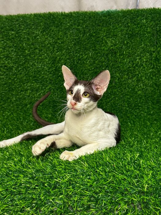 Котята Ориентальные