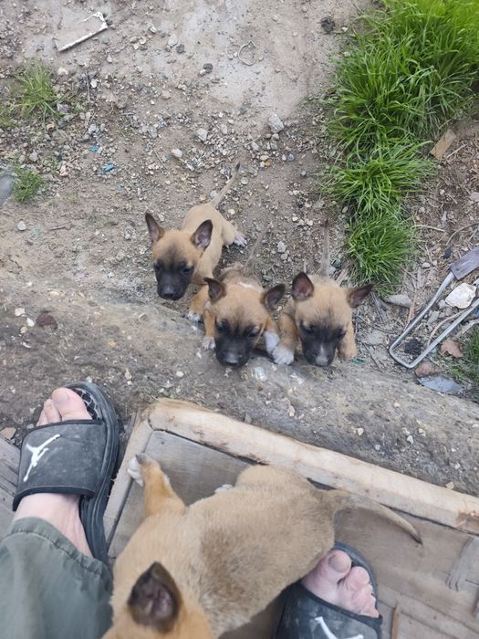 Продам шинят умные