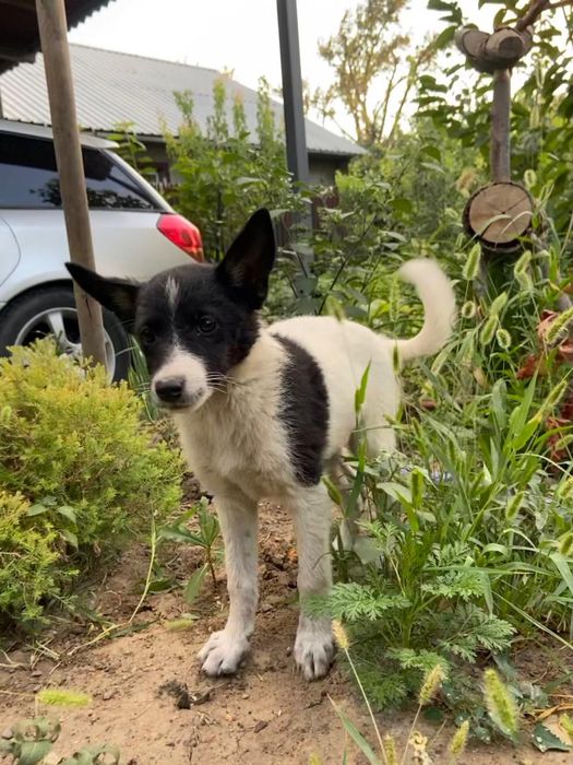 Отдам Щенка в хорошие руки