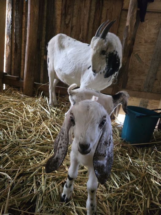 Vând unul din gemeni ( țap)