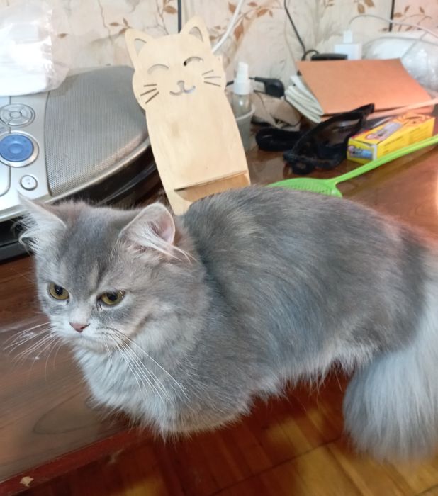 Котёнок Манчкин дев. 6 мес.