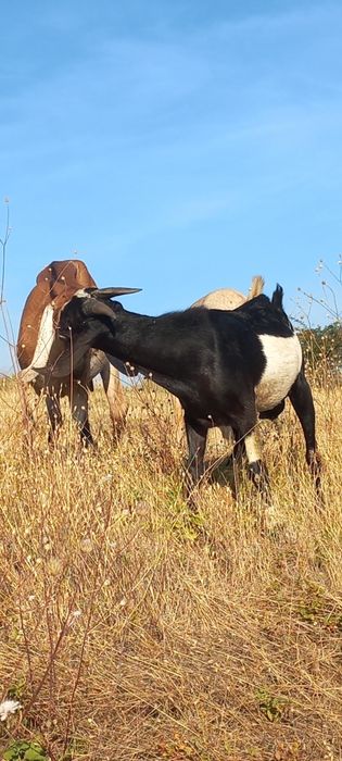 Vând țapi anglo nubieni rasă pură,tripleți vârstă 7 luni.