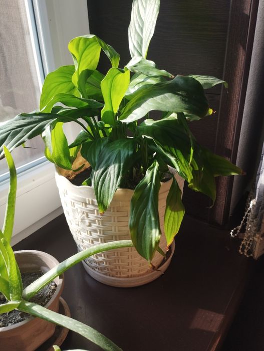 Продам срочно цветы