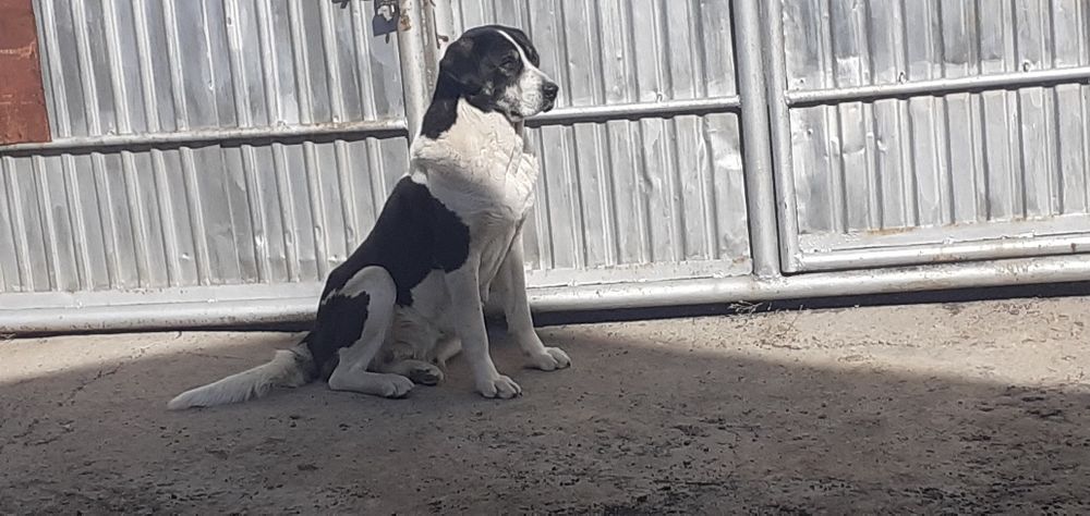 Отдам алабайку девочку потеряшка