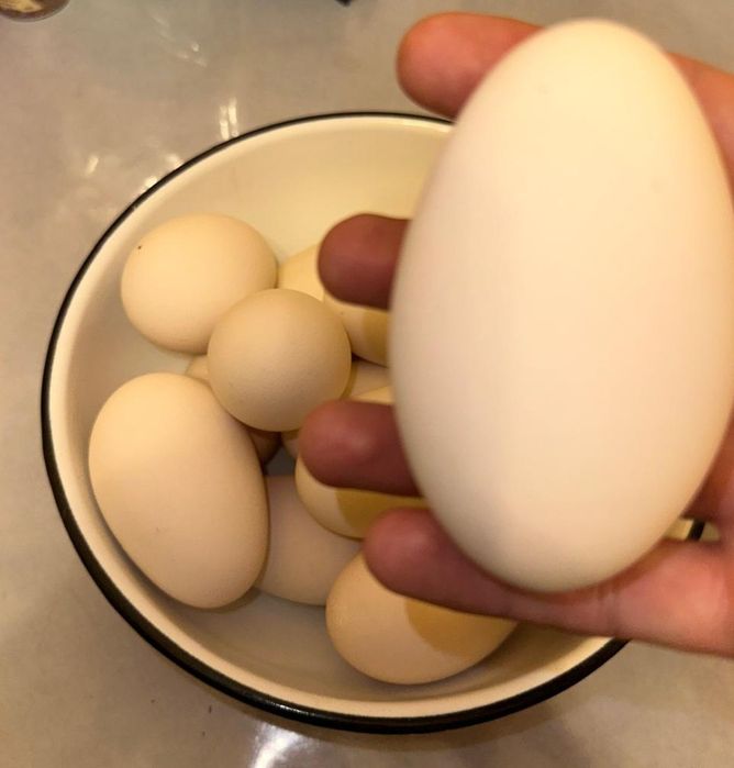 домашние гусинные яйца