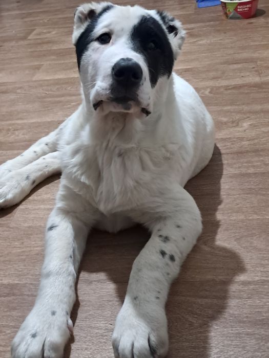 Щенки алабая, мальчик и девочка продажа