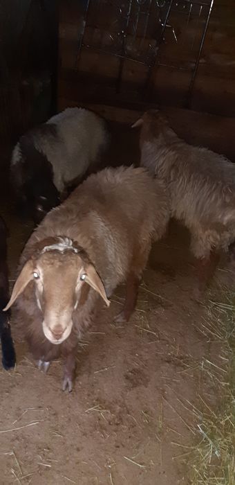 Продам кочкар откормленные