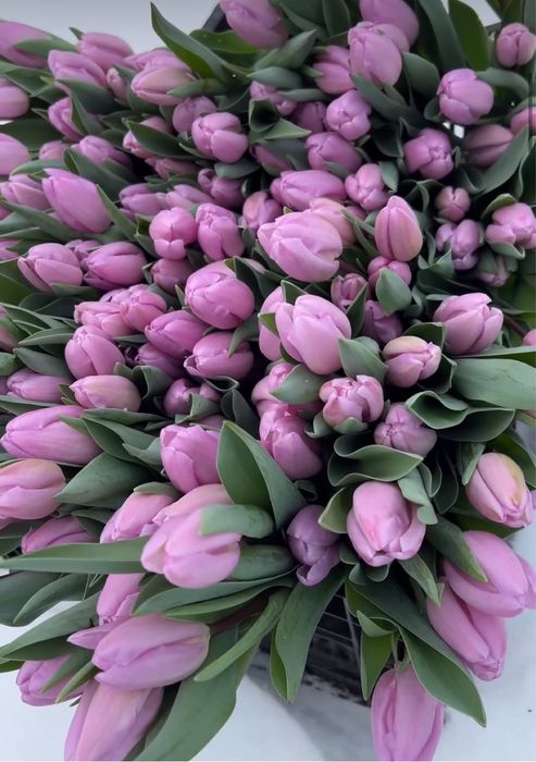 Тюльпаны оптом более 25 видов