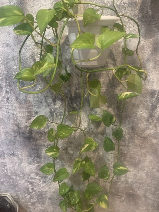 Красивые комнатные цветы