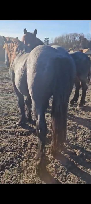 Vând doi mânji frați