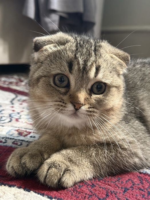 Mushuk sotiladi 4 oylik o’g’il bola