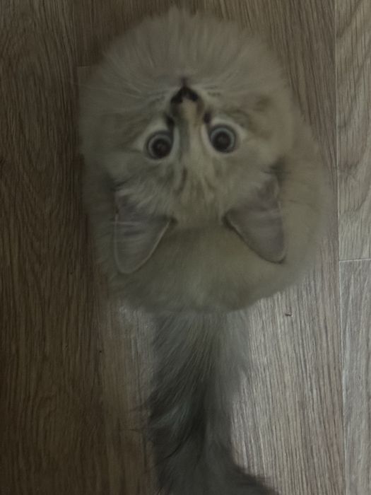 КОТЕНОК(3-4 мес.)