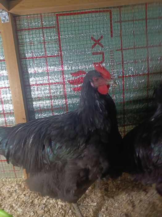 Жерс гигант.     .