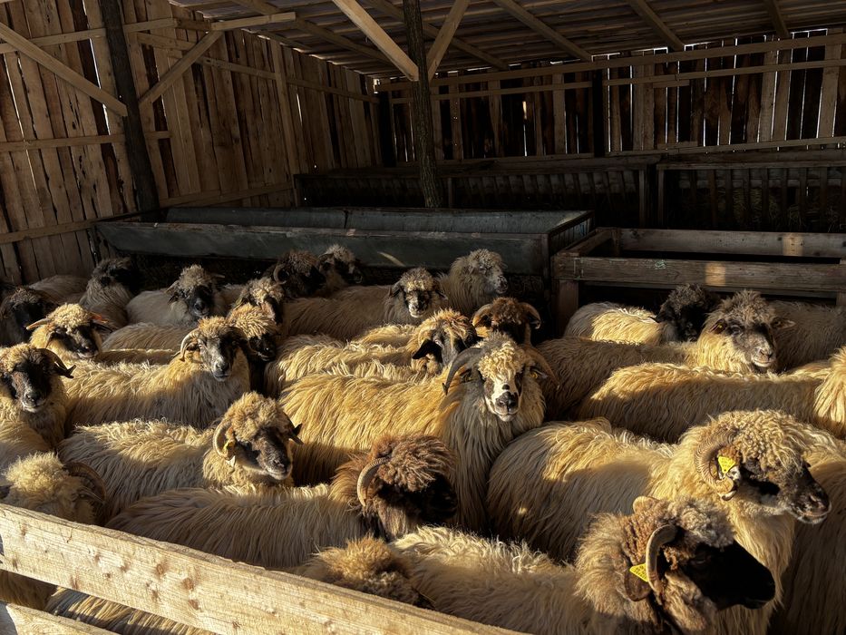 Vand 35 de oi breze si 40 bucalai