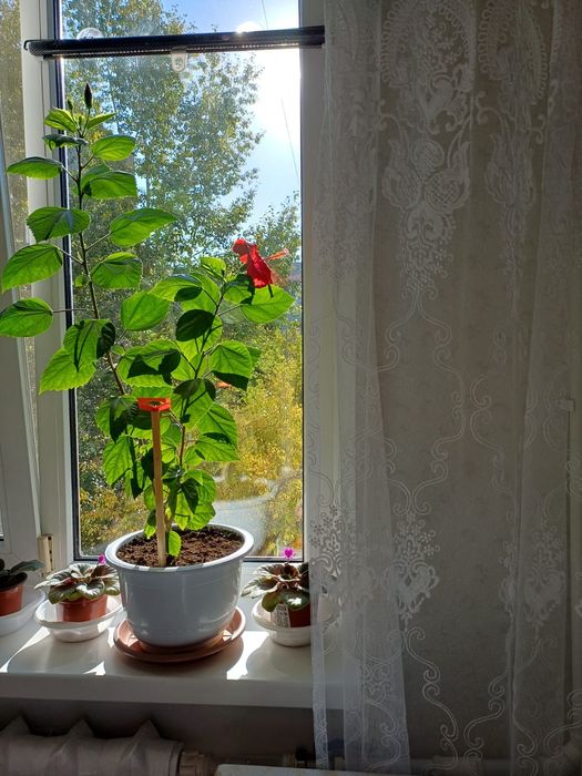 Продам китайскую розу