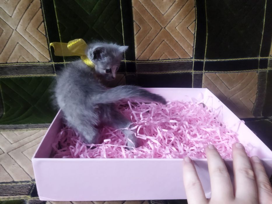 Котята в хорошие руки!