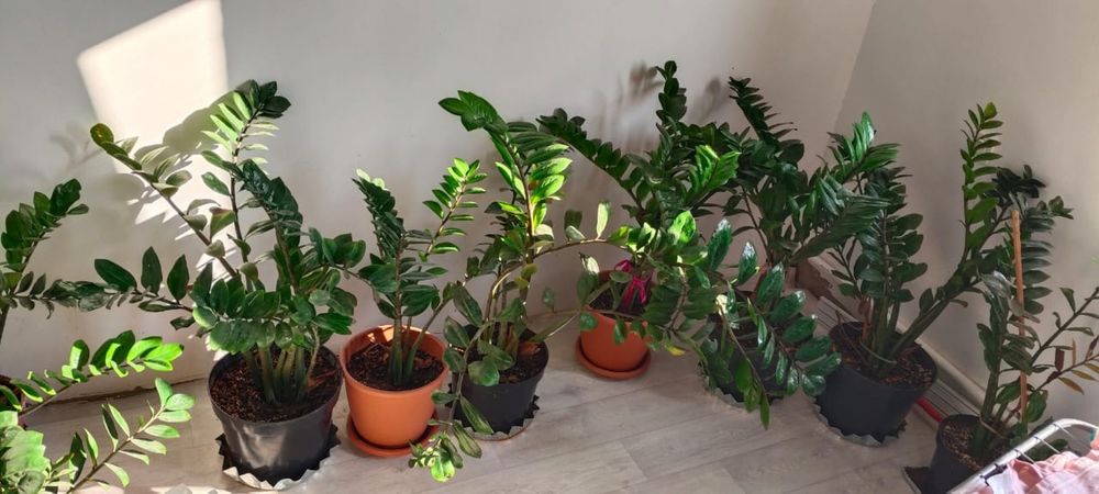Доллар гүлдер сатылады 15-25 мың арасы