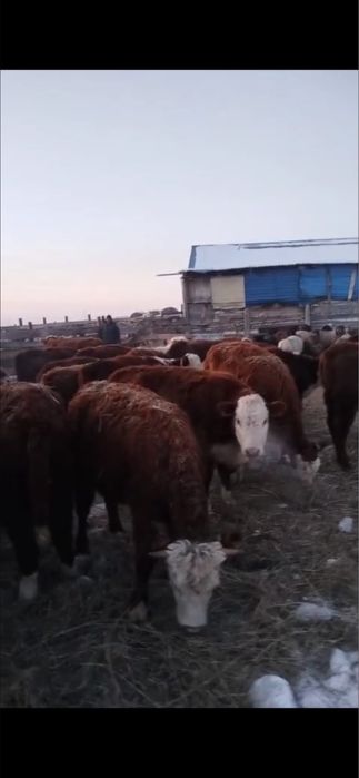 Тайыншалар 1 жаста 30 бас тур.