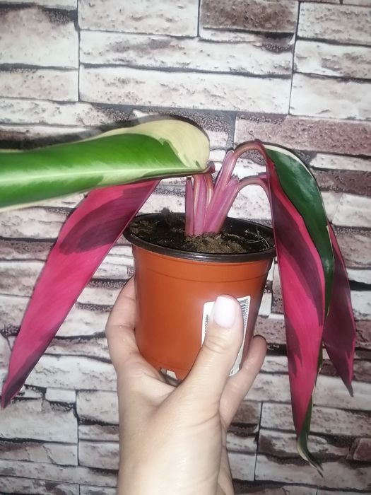 Строманта отростки продам