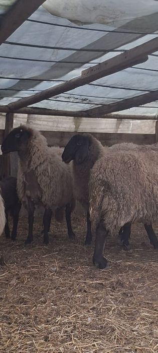 Vând 3 oi tinere