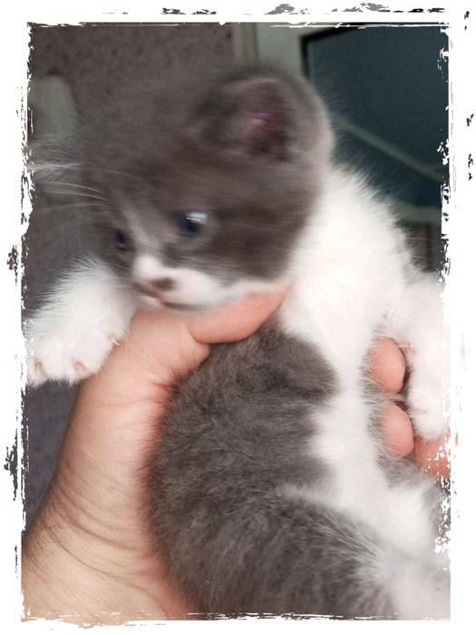 Продаються котята! Симпотяшки! Очень игривые! Есть доставка платная.