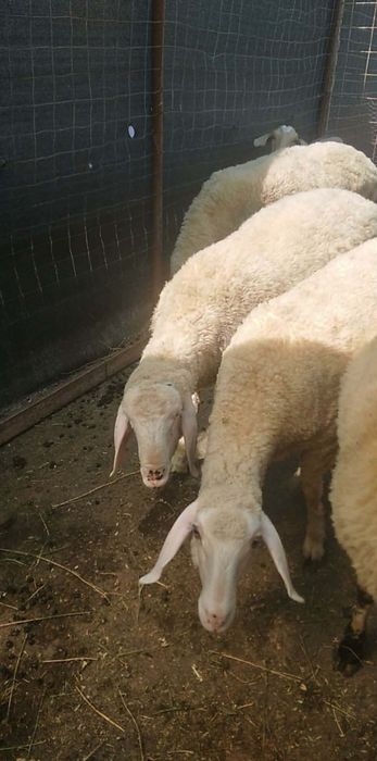 Vând oi Bergamas
3 femele
1 mascul
Varata 8 luni