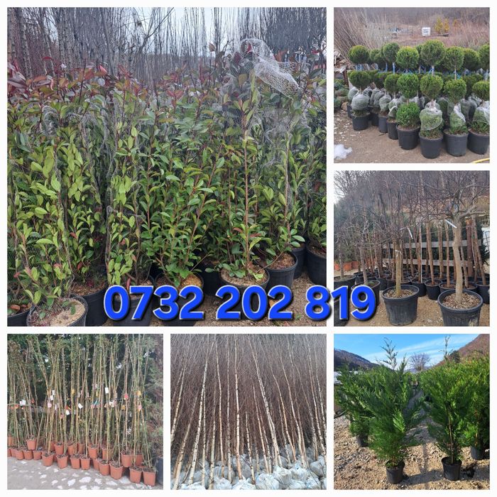 Vindem Tuia Leylandy Și copaci ornamentali