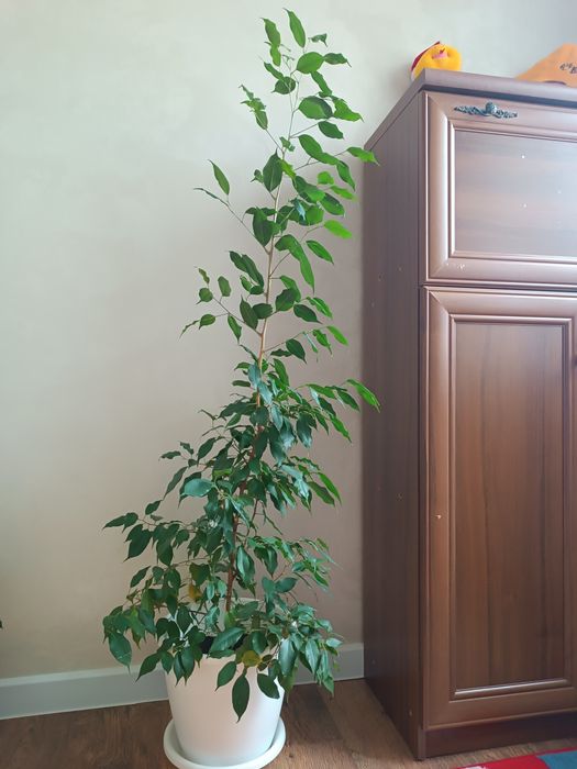 Цветы Фикус Бенжамина