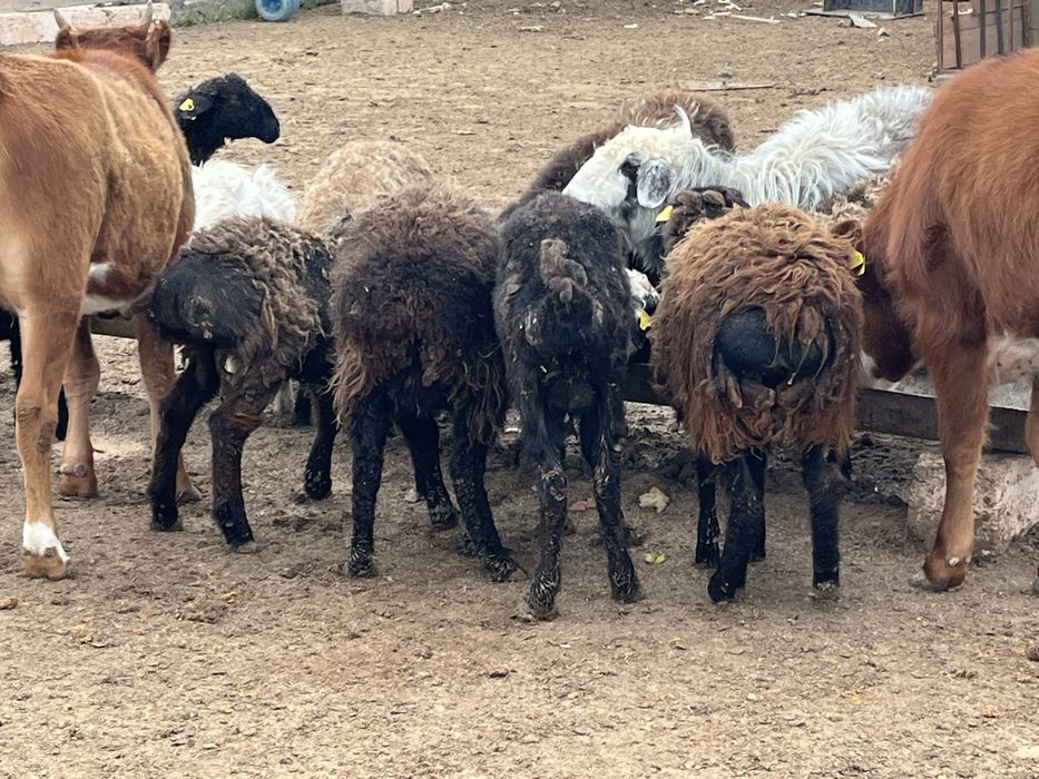 Кой козылы койлар сатылады