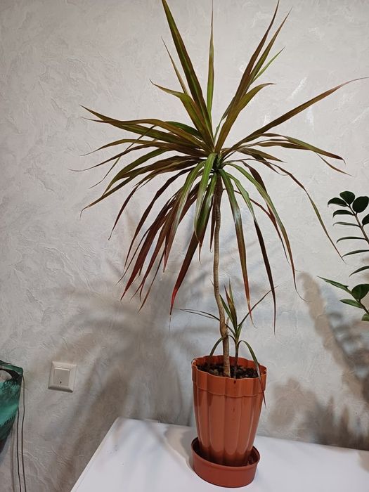 Цветок домашние.комнатный