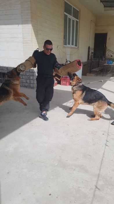 Воспитание вашего любимца