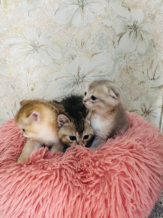 Продаются шиншиллы фолд и страйт