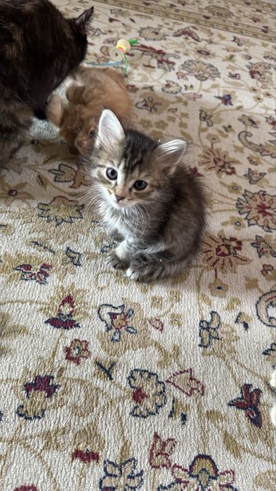 Котята в добрые руки!!!