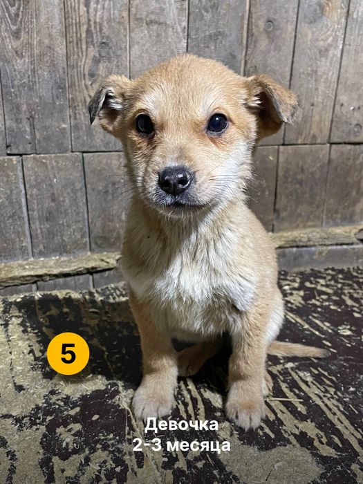 Дарим щенят