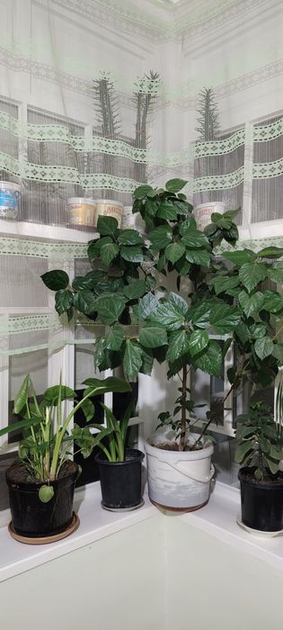 Gullar sotiladi 150 ming