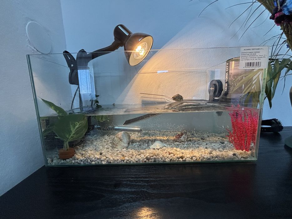 Acvariu broaste testoase/pesti