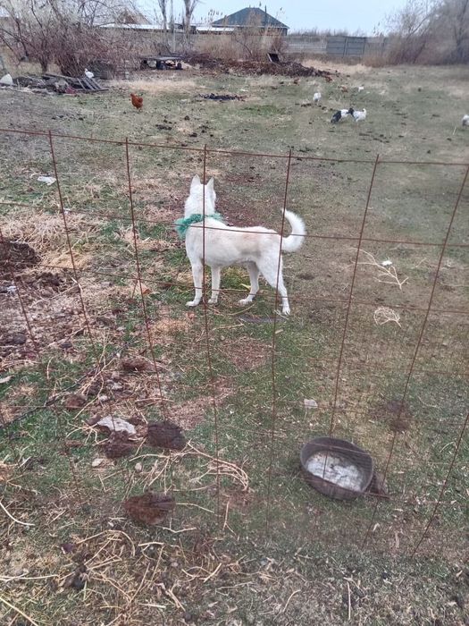 Лайка сатылады.       Т