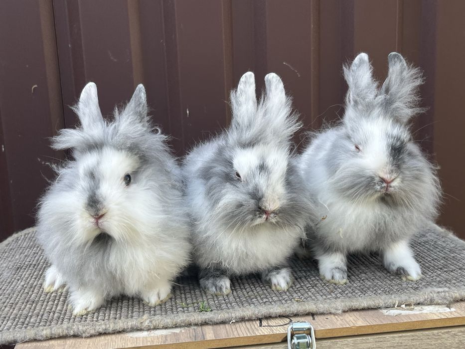 Iepuri cap de leu rohn