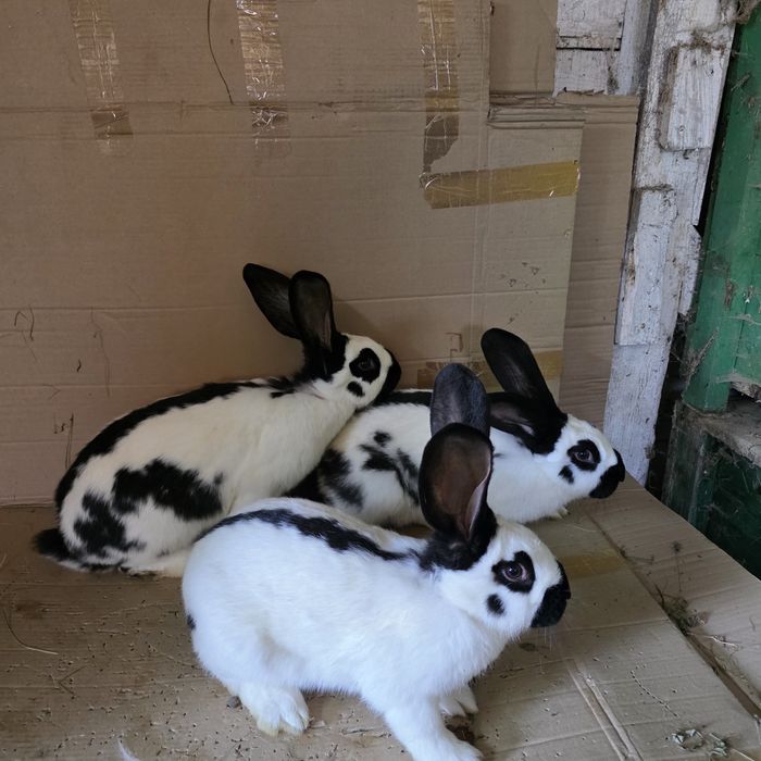 Vând iepuri fluture