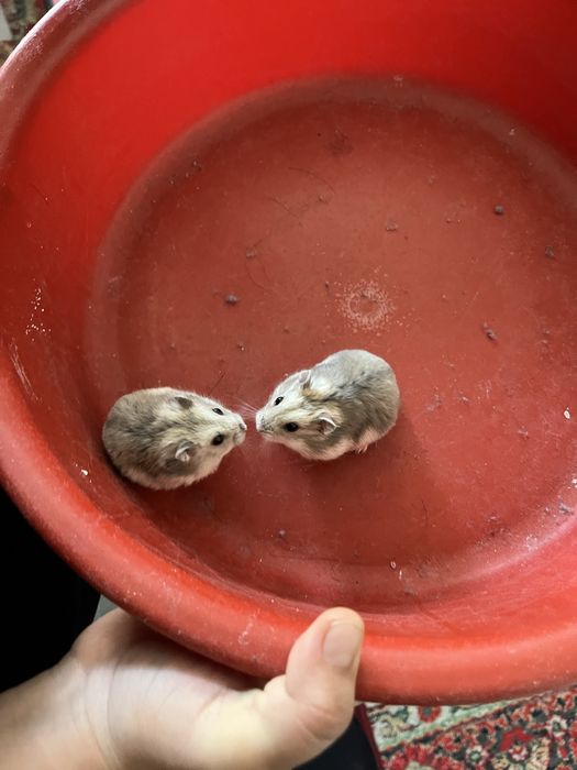 Хомяк 2 колга уйренген