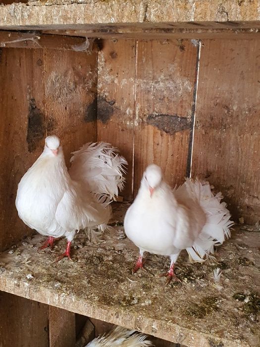 De vânzare porumbei pave