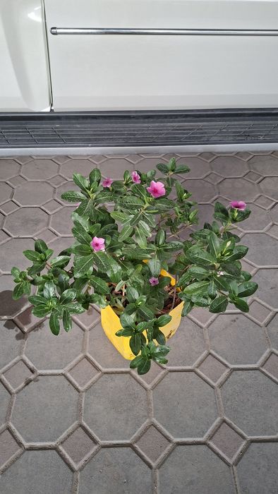 Комнатные  цветы