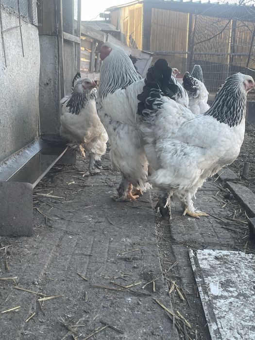 Петли и Кокошки Брама