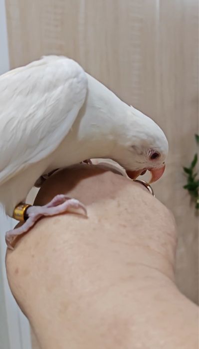 papugay oq ajereliya sotiladi