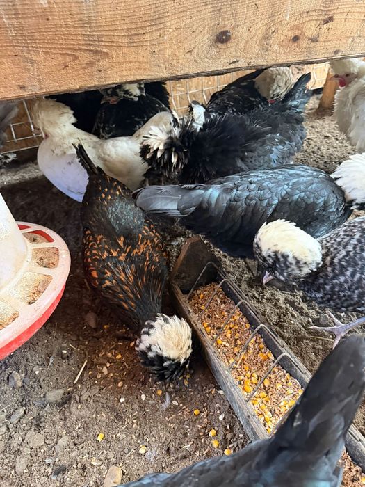 Vand oua motate olandeze