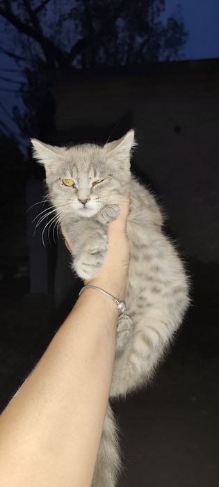 Бесплатно котенок