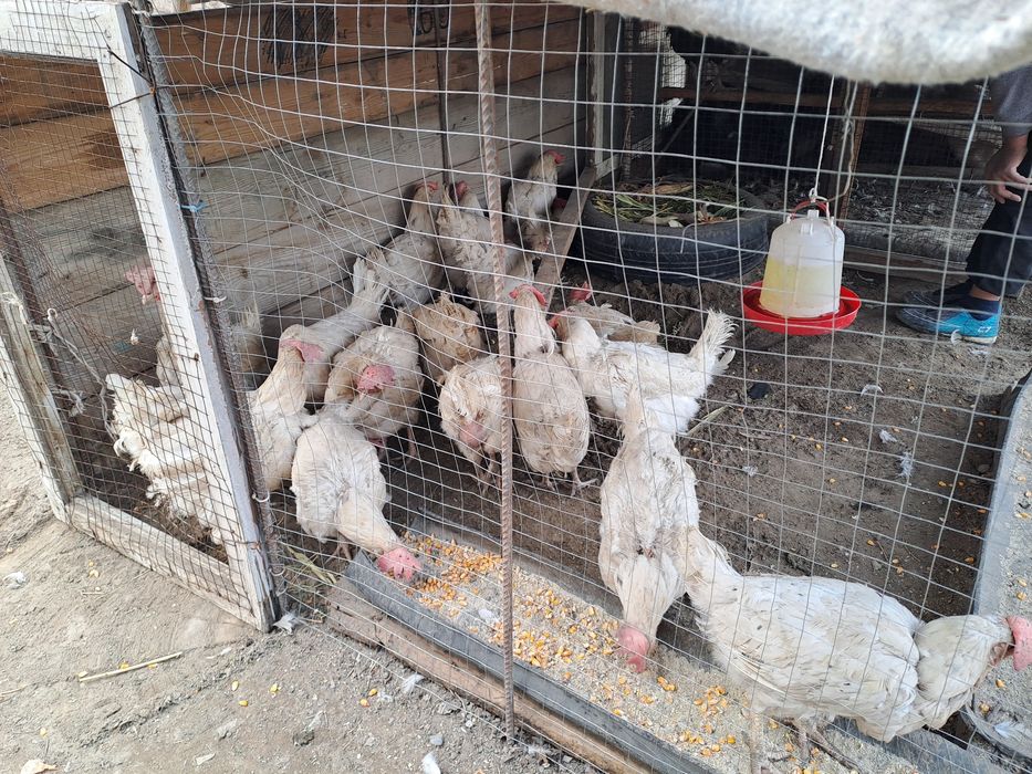 Куриц инкубатор о