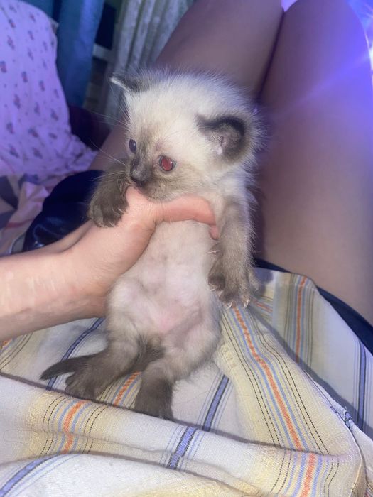 Отдам в хорошие руки